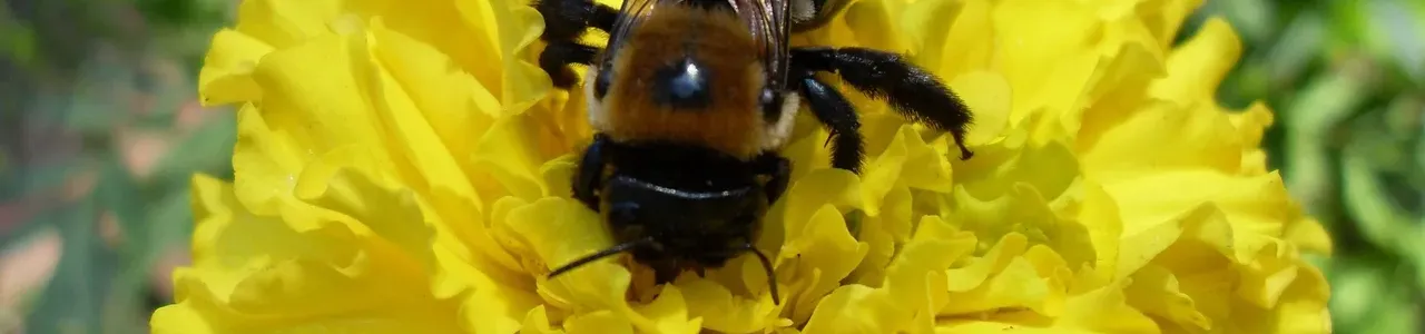 ¿Las abejas sienten la electricidad de las flores?