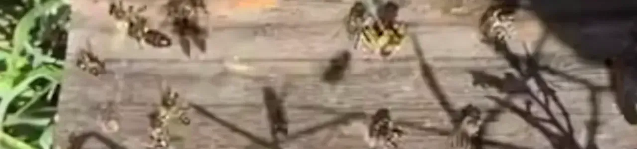 Cómo leer la piquera: diagnóstico de una colonia activa en temporada de pecoreo