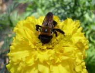 ¿Las abejas sienten la electricidad de las flores?