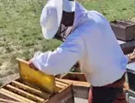Enjambre de núcleo ciego en la colmena: técnica avanzada