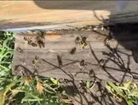 Cómo leer la piquera: diagnóstico de una colonia activa en temporada de pecoreo